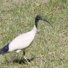 Dieser weiße Ibis