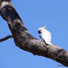 Dieser weiße Kakadu