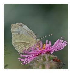 Dieser Weissling freut sich auch über das gute Angebot an Blüten und Sonne.