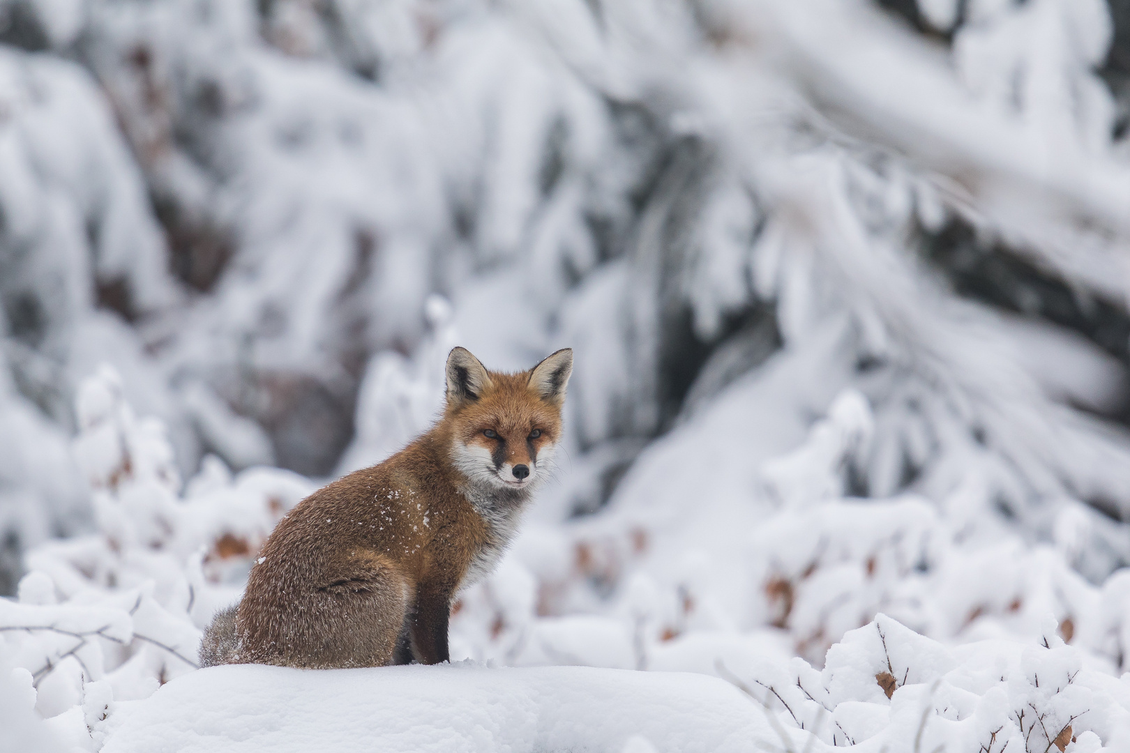 Dieser Winterfuchs...