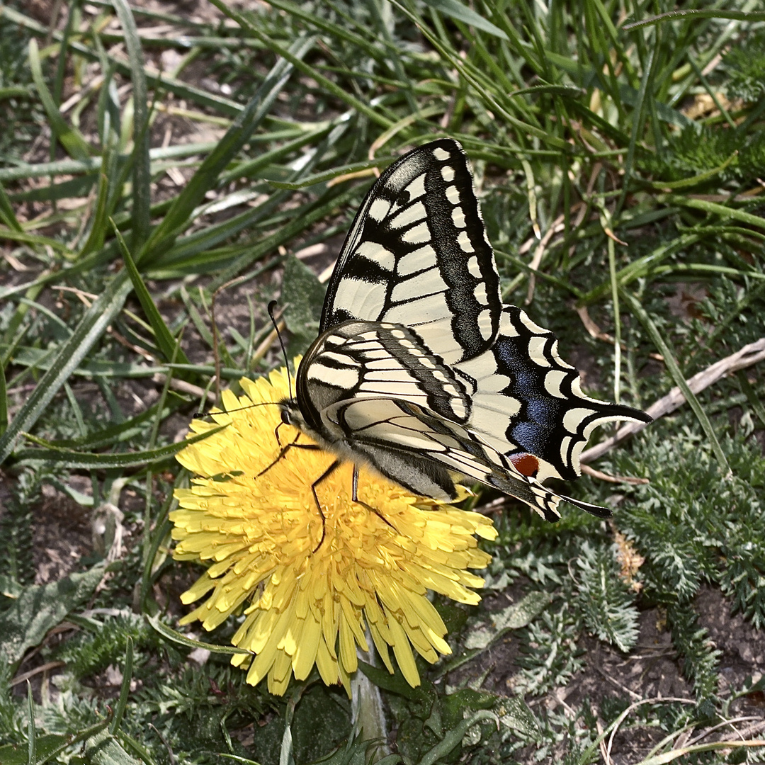 Dieser wohl vor kurzem geschlüpfte Schwalbenschwanz (Papilio machaon) ...