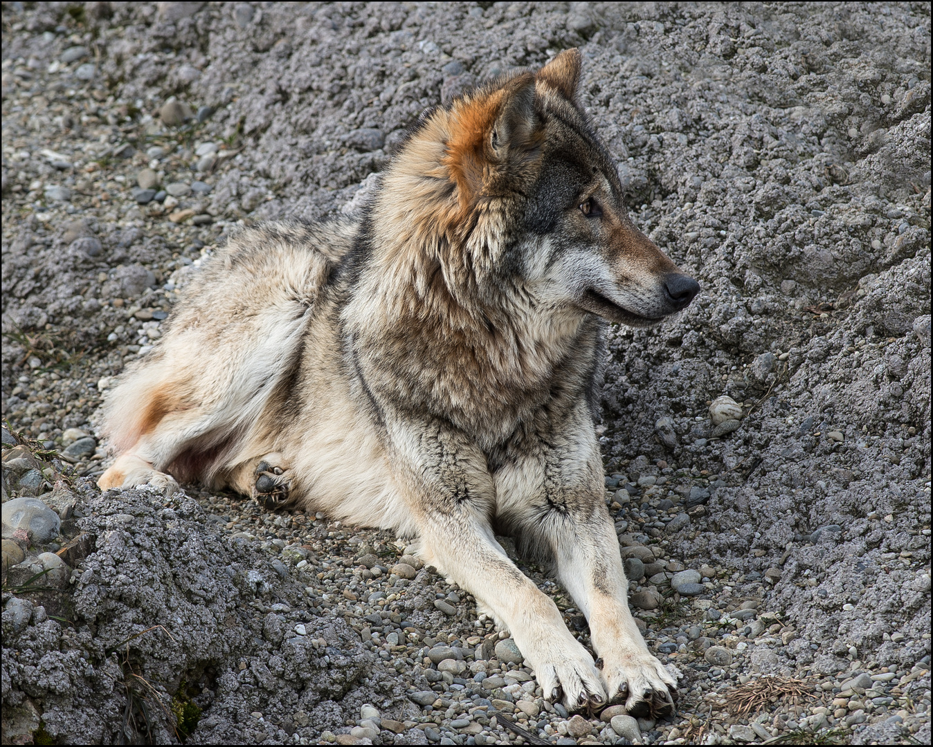 Dieser Wolf hat alles unter Kontrolle.