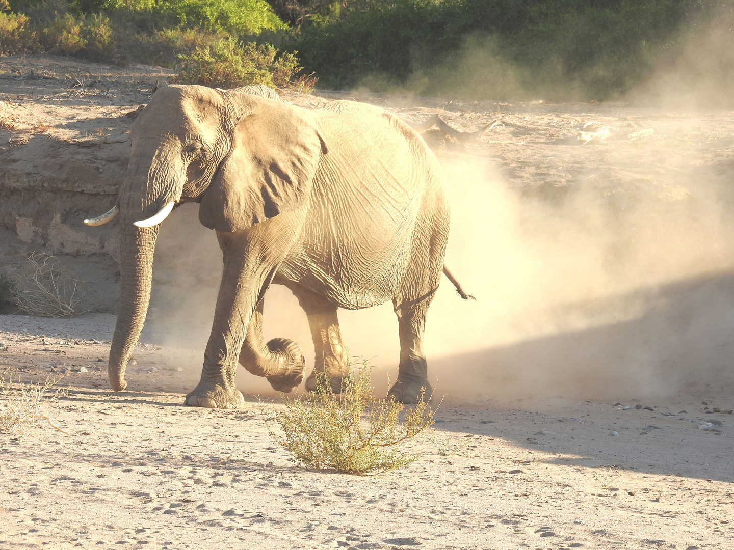 Dieser Wüstenelefant zeigt seine besonders breite Fußfläche 