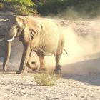 Dieser Wüstenelefant zeigt seine besonders breite Fußfläche 