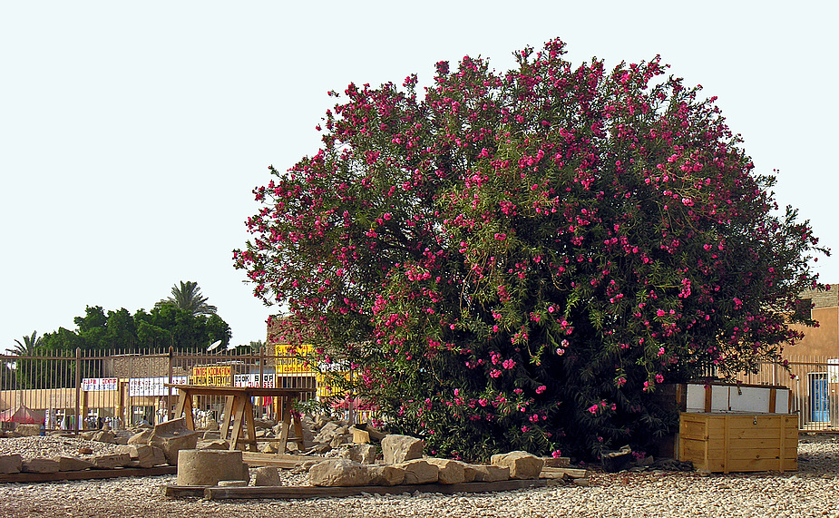 Dieser wunderschön blühende Baum erfreut die Besucher im Eingangsbereich vom Karnak Tempel in Luxor.