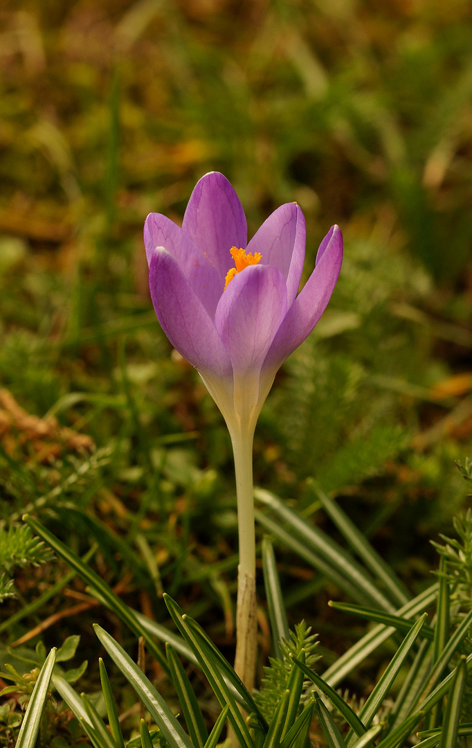 Dieser zarte Krokus...