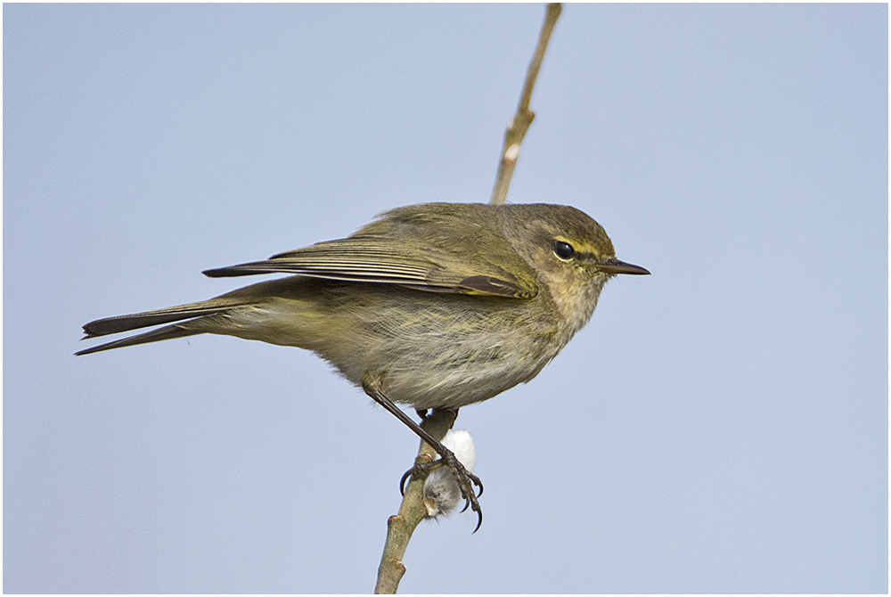 Dieser Zilpzalp (Phylloscopus collybita) . . .