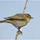 Dieser Zilpzalp (Phylloscopus collybita) . . .