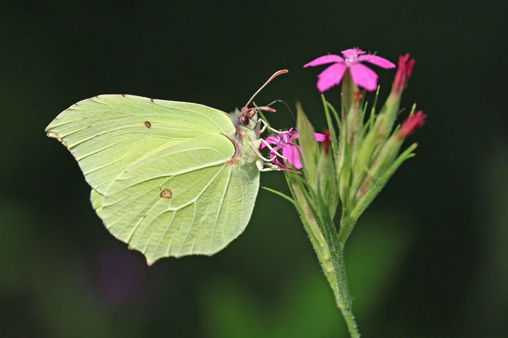 Dieser Zitronenfalter... Foto &amp; Bild | tiere, wildlife, schmetterlinge ...