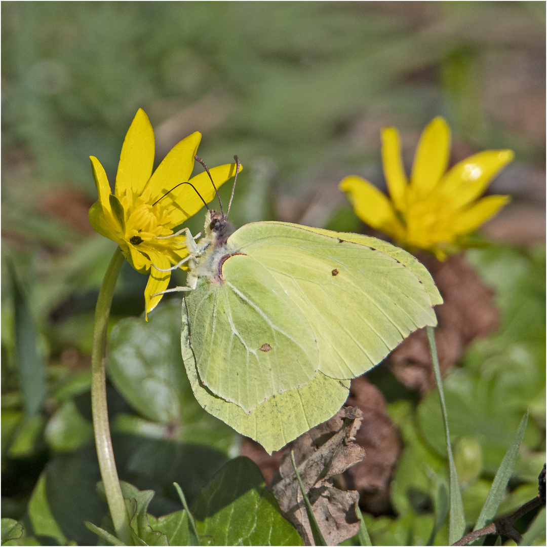 Dieser Zitronenfalter (Gonepteryx rhamni) ist . . .