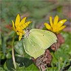 Dieser Zitronenfalter (Gonepteryx rhamni) ist . . .