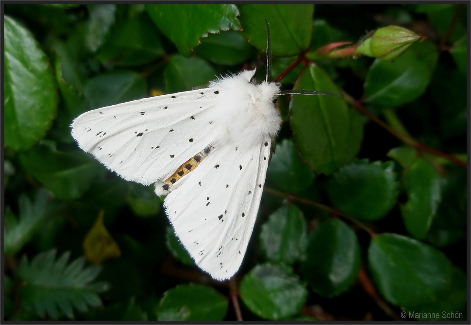 Dieser...Breitflügeliger Fleckleibbär...Spilosoma lubricipeda...   