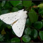 Dieser...Breitflügeliger Fleckleibbär...Spilosoma lubricipeda...   