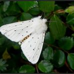 Dieser...Breitflügeliger Fleckleibbär...Spilosoma lubricipeda...   