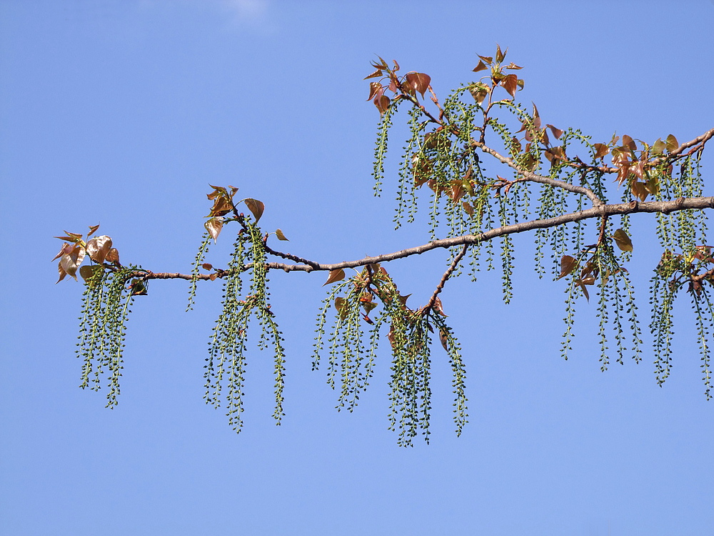 Dieses Baum hat mich verzaubert....