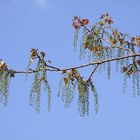 Dieses Baum hat mich verzaubert....