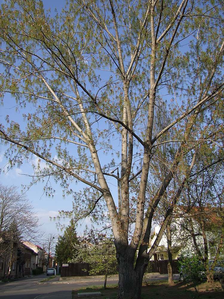 Dieses Baum hat mich verzaubert2