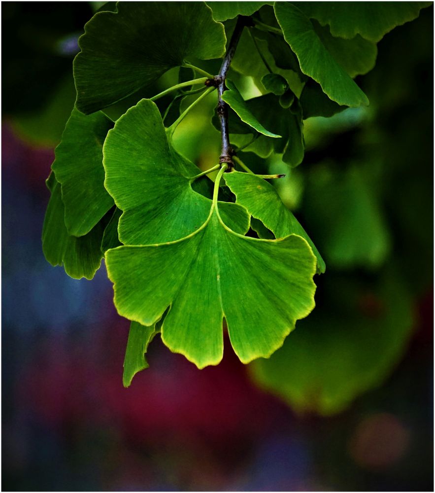 Dieses Baumes Blatt, der von Osten..... Foto & Bild pflanzen, pilze