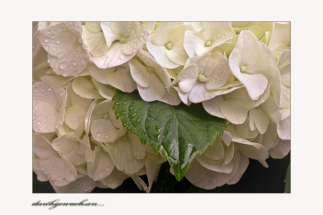 Dieses Blatt ist durch die Blüte gewachsen ...