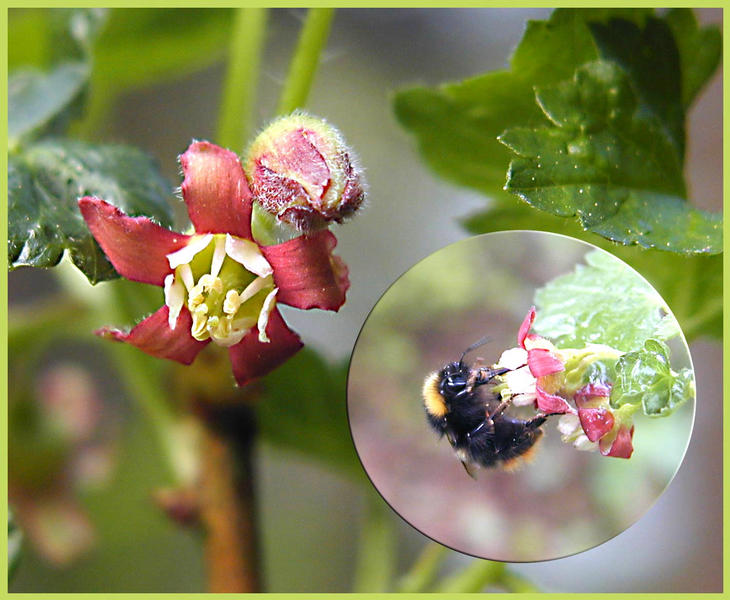 Dieses Blümchen.....