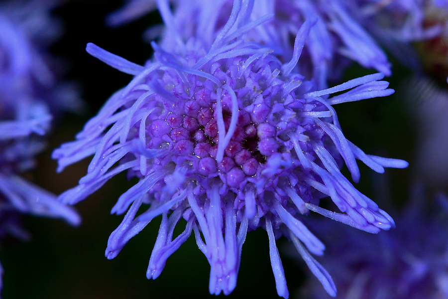 Dieses Blümchen....