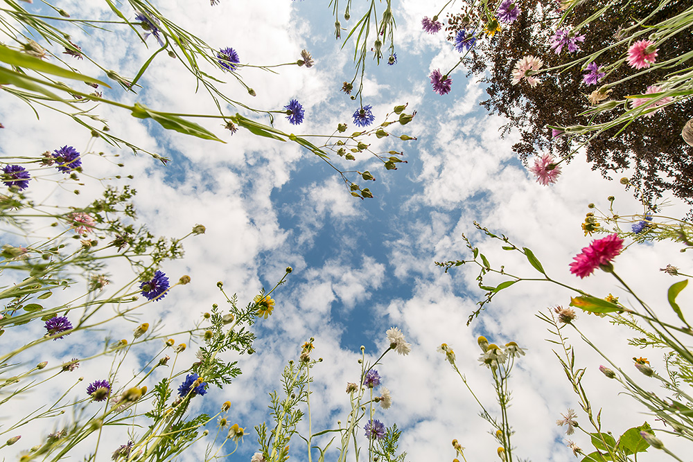 Dieses Blumenfeld Foto & Bild landschaften, himmel, natur Bilder auf