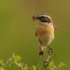 Dieses Braunkehlchen (Saxicola rubetra) ...