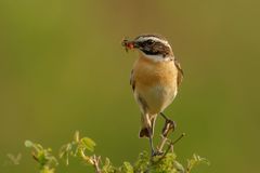 Dieses Braunkehlchen (Saxicola rubetra) ...