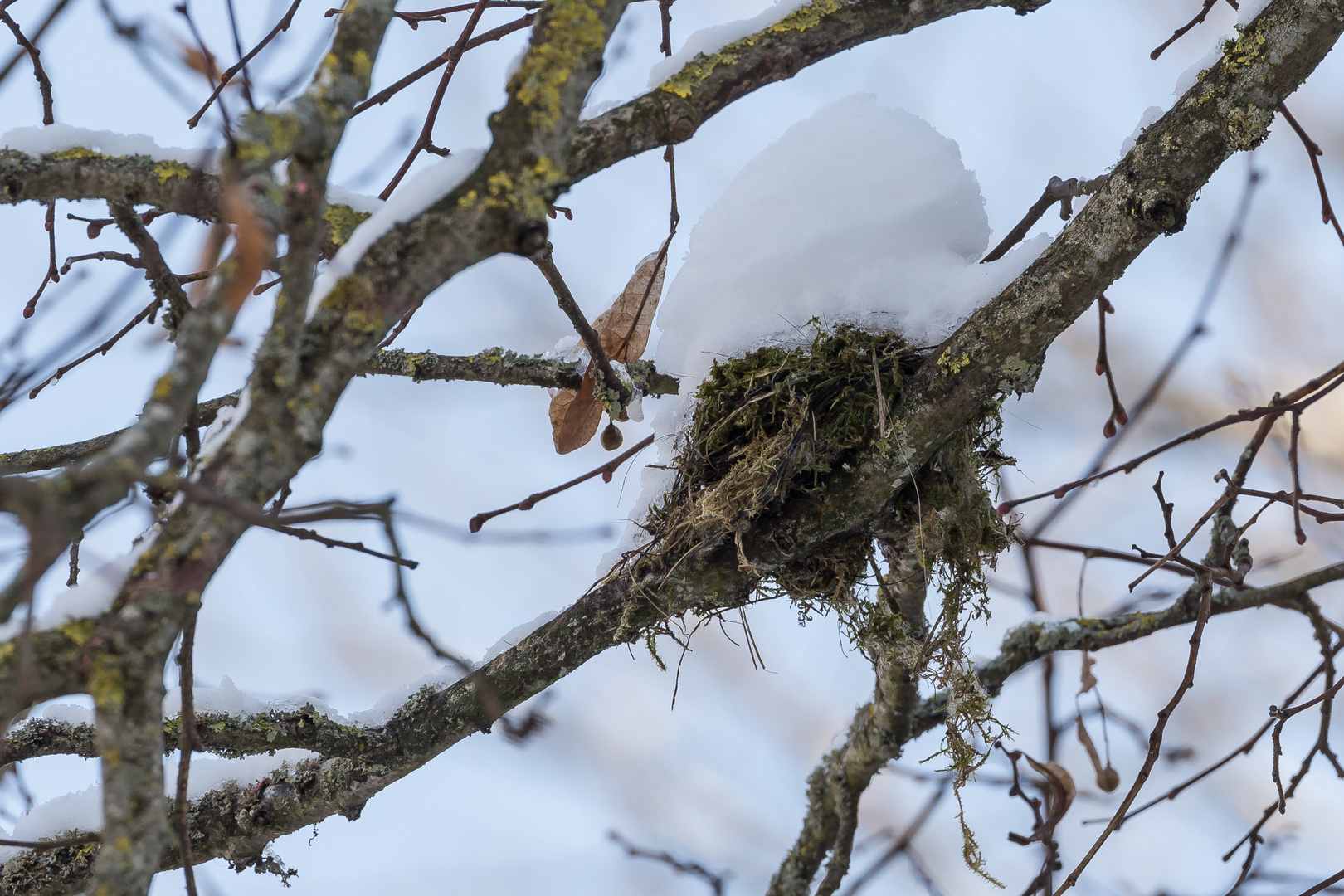 Dieses Ei hat ihm wohl der Kuckuck ins Nest gelegt....