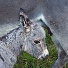 Dieses Eselfohlen hat seine Mutter verloren und wiedergefunden... - La petite qui retrouve sa maman!