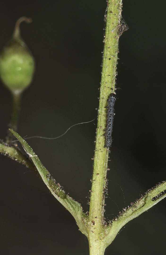 Dieses etwa 4 - 5 mm lange Räupchen des Braunwurz-Mönchs (Cucullia scrophulariae) ...