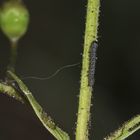 Dieses etwa 4 - 5 mm lange Räupchen des Braunwurz-Mönchs (Cucullia scrophulariae) ...