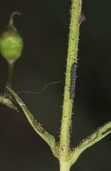 Dieses etwa 4 - 5 mm lange Räupchen des Braunwurz-Mönchs (Cucullia scrophulariae) ...