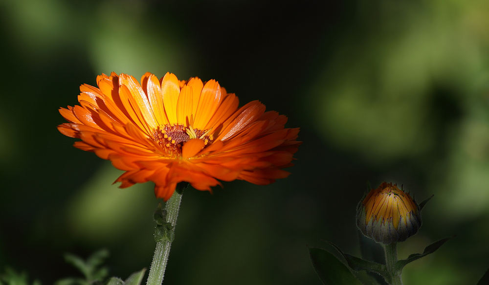 "Dieses Feld - Blümchen gefällt mir sehr "