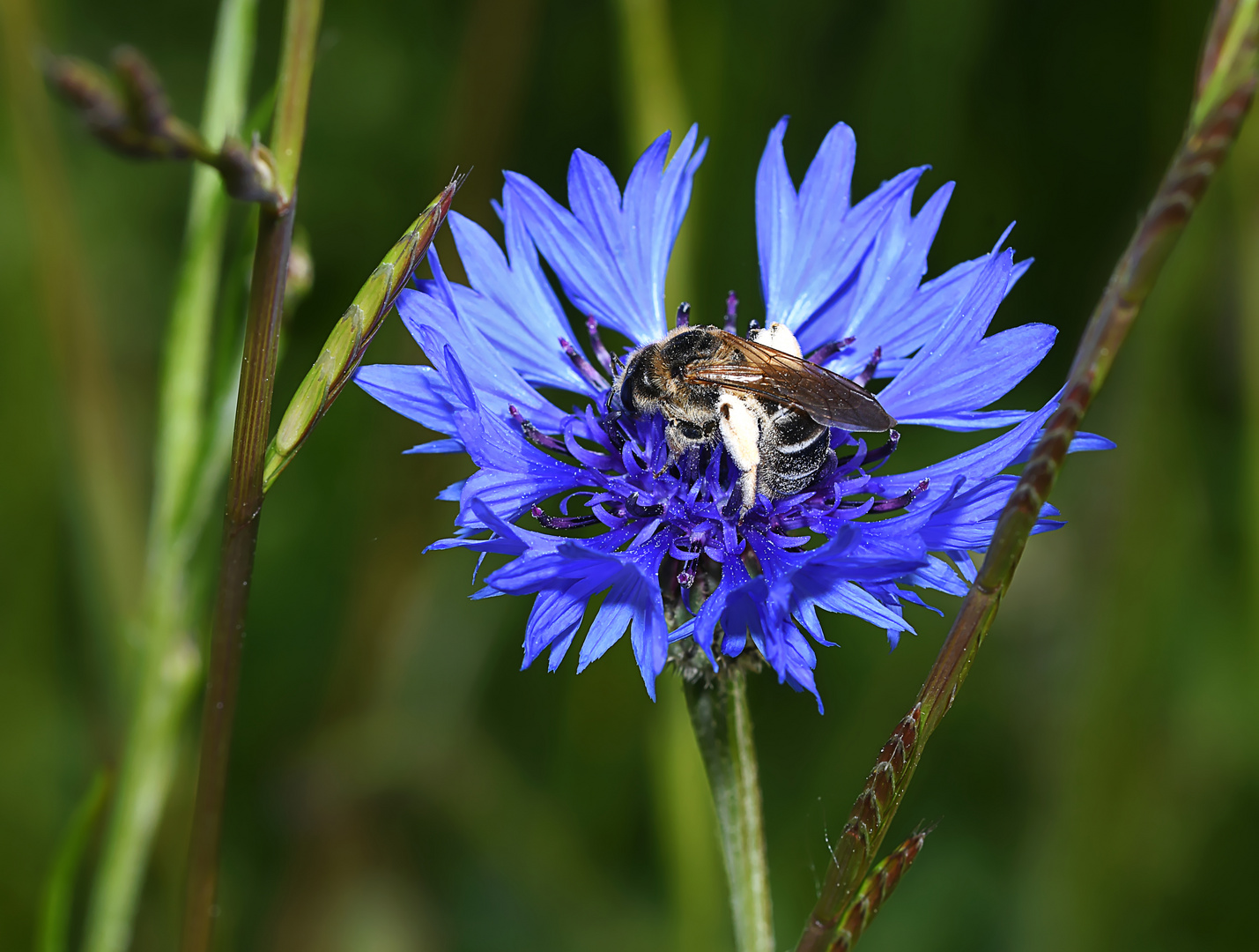 Dieses filigrane Bienchen fühlte sich in der Kornblume pudelwohl,