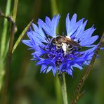 Dieses filigrane Bienchen fühlte sich in der Kornblume pudelwohl,