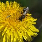 Dieses filigrane niedliche Bienchen genießt ...