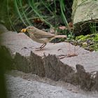 Dieses flinke Vögelchen nistet in unserem Garten. Wer kennt die Art?