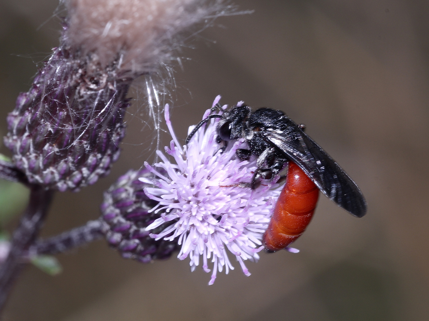 Dieses Foto ist nicht besonders gelungen - Foto & Bild | natur