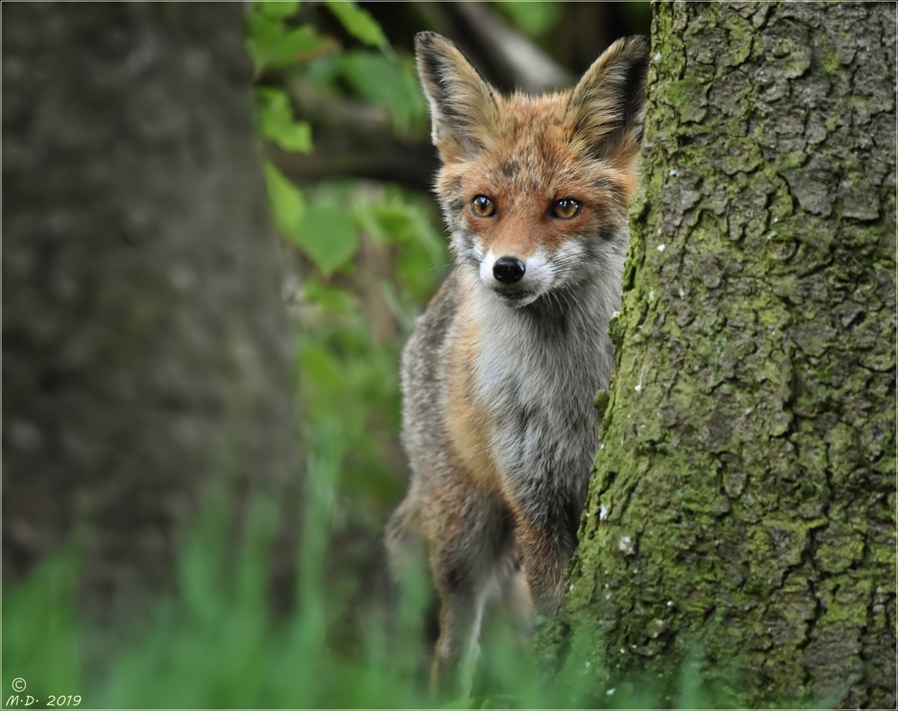 Dieses Foto von Foxi ...