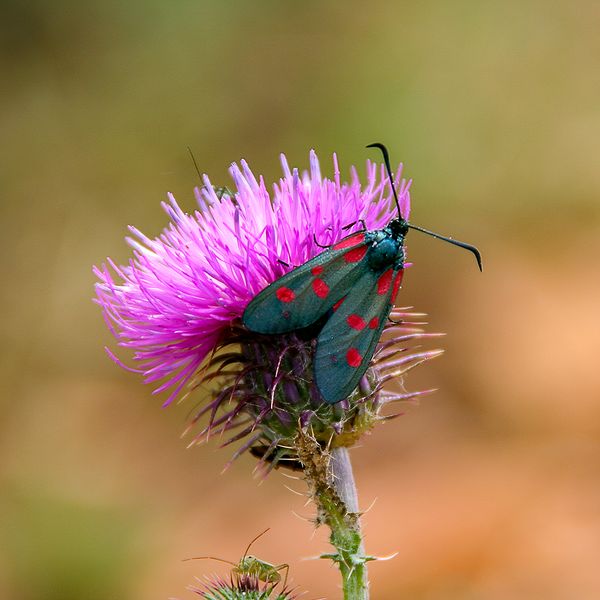 Dieses Fünffleck-Widderchen... (oder doch ein Hufeisenklee-Widderchen?)