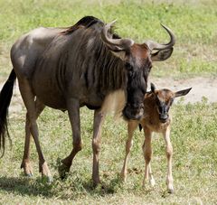 Dieses Gnu ...