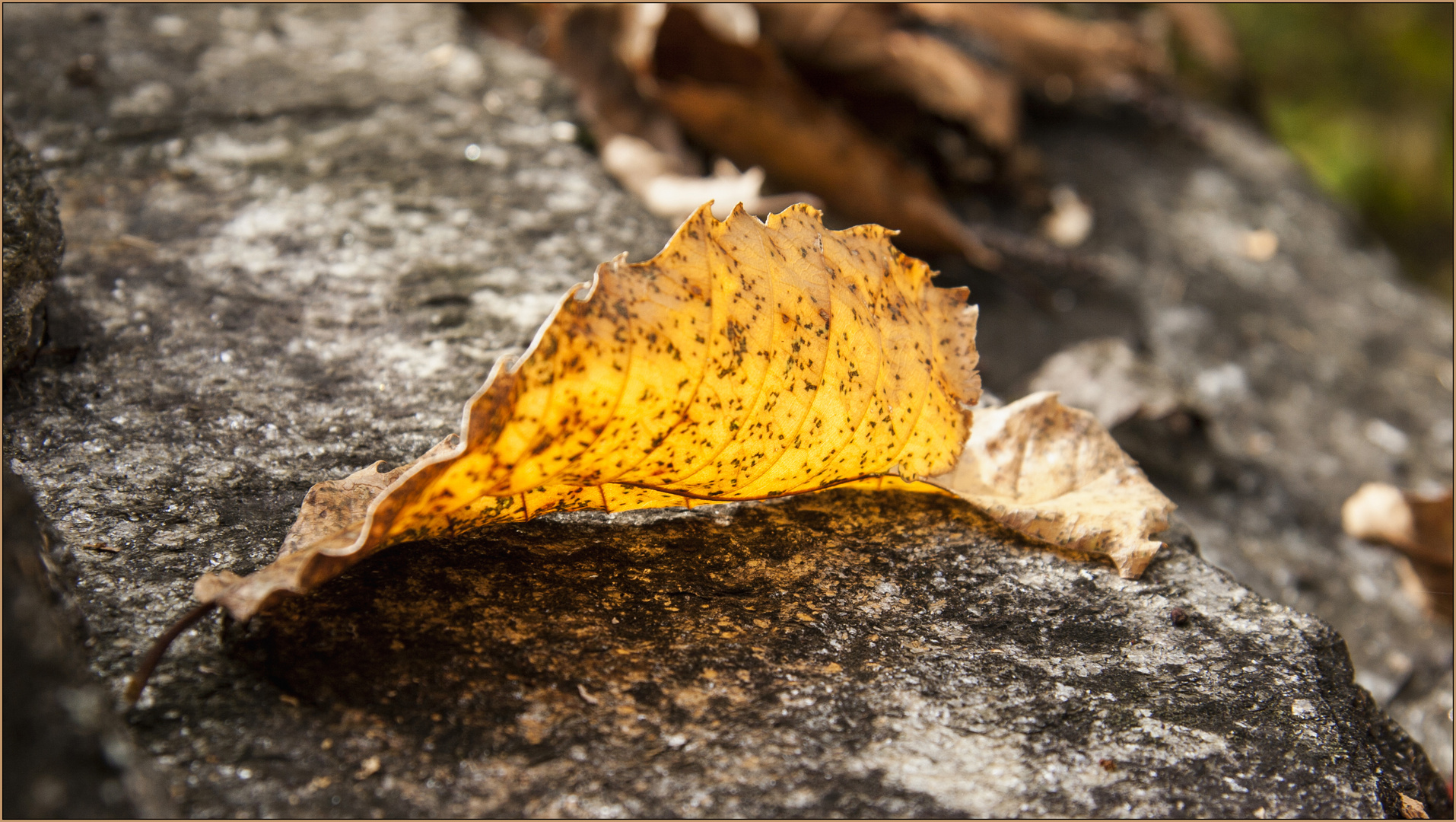 Dieses goldene Blatt