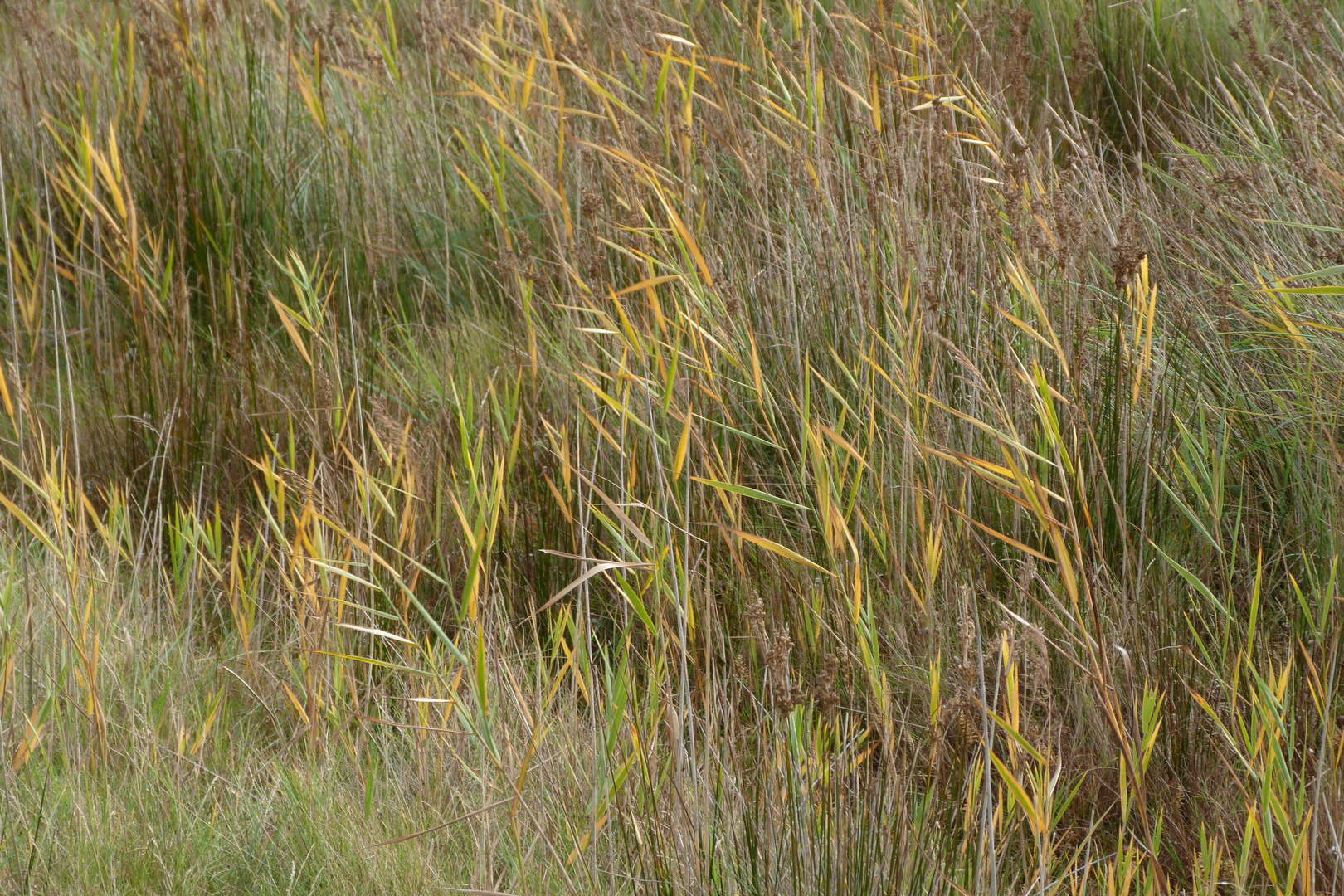 Dieses Gras leuchtet