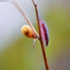 dieses gras stäbchen ist beliebtes ausflugsziel ...