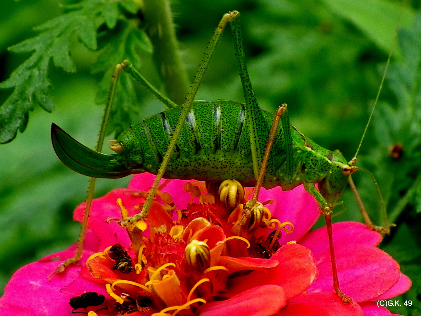 Dieses Heupferd habe ich im Sommer 2012 fotografiert !