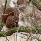 Dieses Hörnchen  .....