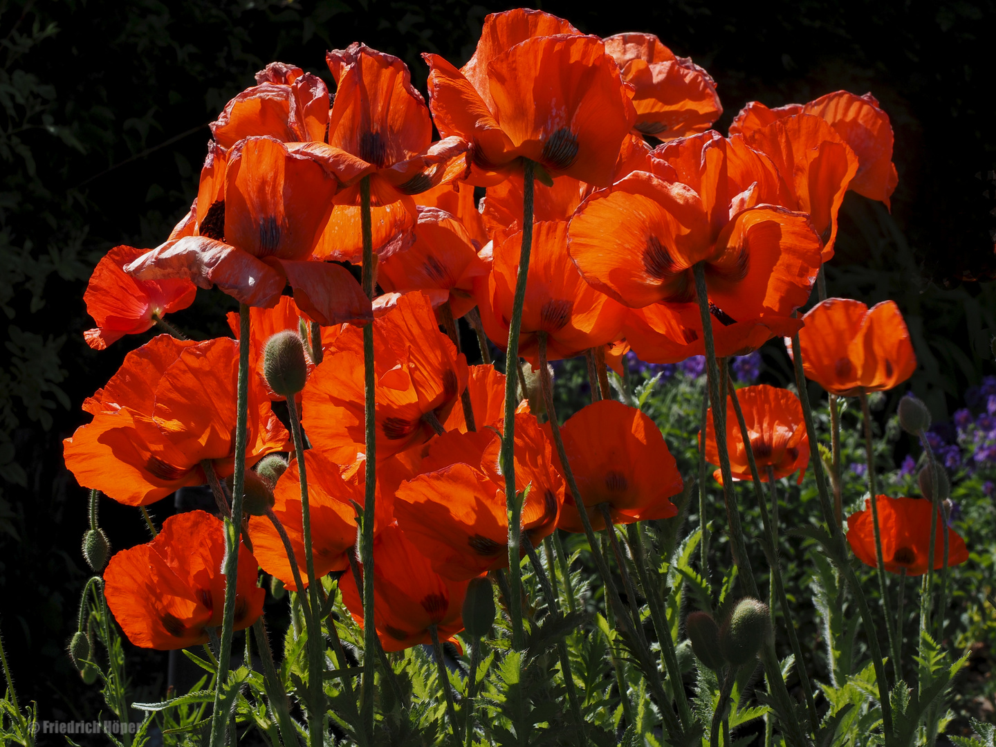 Dieses Jahr blüht der Mohn besonders prächtig ....