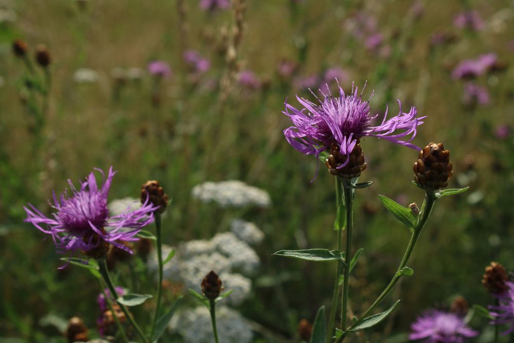 dieses Jahr sind die Flockenblumen 