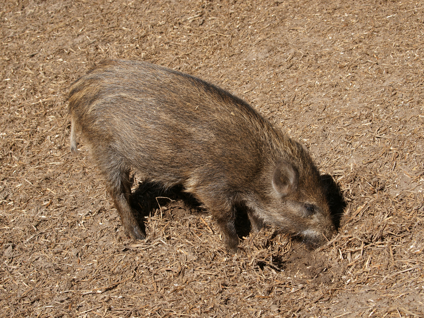 Dieses junge Wildschwein...